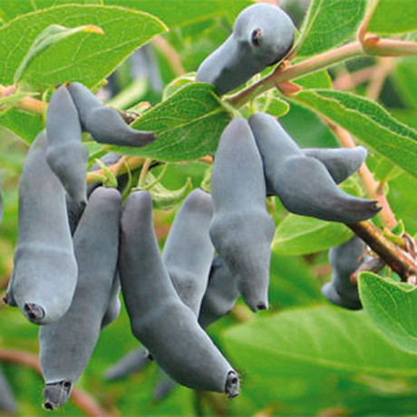 Жимолость сорт Бакчарська 2 річна, конт. 2 л (квадратний)