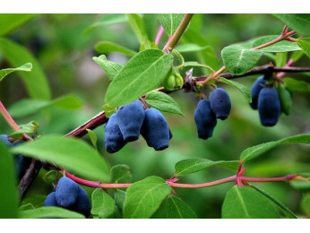 Жимолость: тайна камчатской ягоды