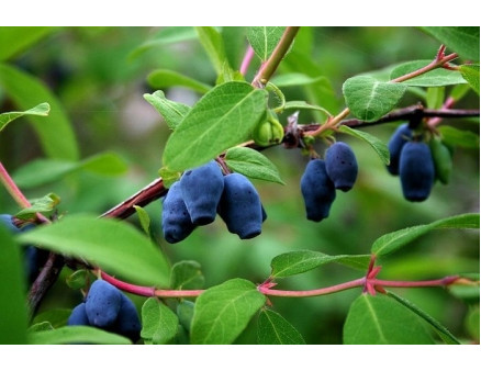 Жимолость: тайна камчатской ягоды