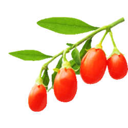 Саженцы годжи