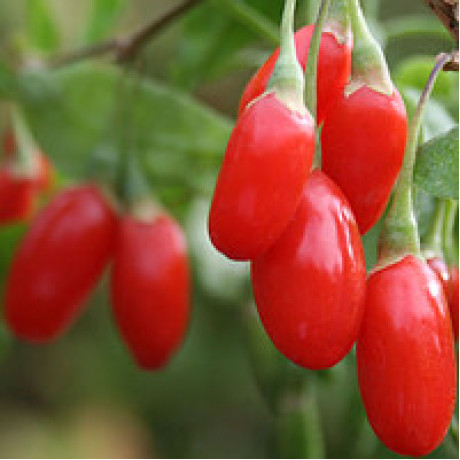 Годжи сорт Горный 1 летние, пакет 3.5 л Годжи сорт Горный 1 летние, пакет 3.5 л