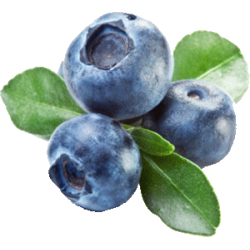 Саджанці лохини купити по низькій ціні Саджанці лохини купити по низькій ціні