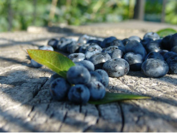 Голубика высокорослая: посадка, обрезка и полезные свойства