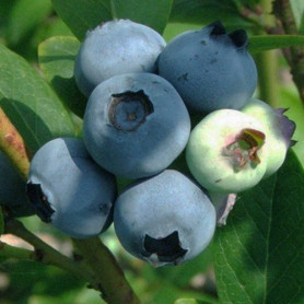 Саженцы голубики сорт Беркли 5 летние, конт. 25 л