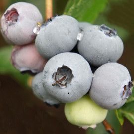 Саженцы голубики сорт Бригитта Блю 2 летние, конт. 2 л