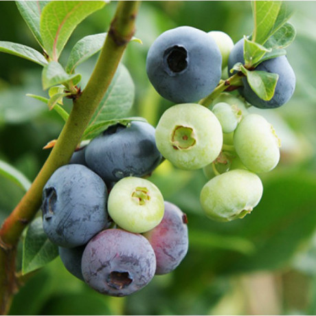 Саженцы голубики сорт Чандлер 5 летние, конт. 25 л Саженцы голубики сорт Чандлер 5 летние, конт. 25 л