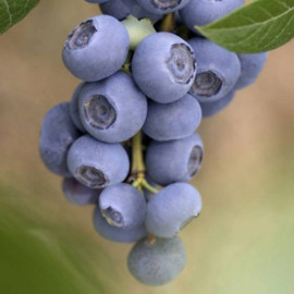 Саженцы голубики сорт Река 2 летние, конт. 2 л