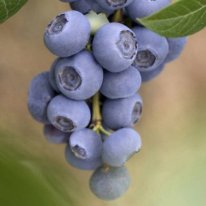 Саджанці лохини сорт Река 1 річні, конт. P9 Саджанці лохини сорт Река 1 річні, конт. P9