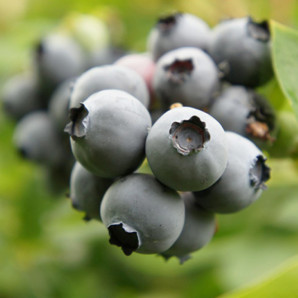 Саджанці лохини сорт Торо 5 річні, конт. 20 л Саджанці лохини сорт Торо 5 річні, конт. 20 л