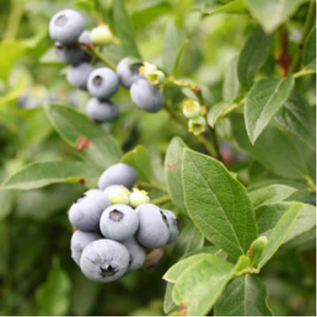 Чорниця Норд Кантрі 1 річна