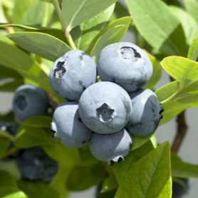 Саженцы голубики сорт Бонус 2 летние, конт. 2 л