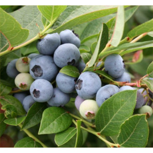 Лохина сорт Легасі, в касетах 3 міс h 15-20 см Лохина сорт Легасі, в касетах 3 міс h 15-20 см