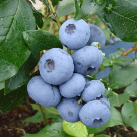 Саженцы голубики сорт Денис Блю 5 летние, конт. 20 л