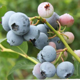 Саженцы голубики сорт Нельсон 5 летние, конт. 25 л