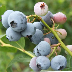 Саджанці лохини сорт Нельсон 5 річні, конт. 25 л Саджанці лохини сорт Нельсон 5 річні, конт. 25 л