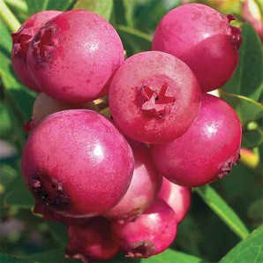 Лохина сорт Рожевий Лимонад, в касетах 3 міс h 15-20 см Лохина сорт Рожевий Лимонад, в касетах 3 міс h 15-20 см