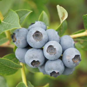 Саджанці лохини сорт Санрайз 5 річні, конт. 35 л Саджанці лохини сорт Санрайз 5 річні, конт. 35 л