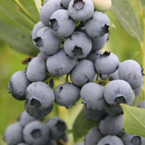 Лохина сорт Спартан, в касетах 3 міс h 15-20 см Лохина сорт Спартан, в касетах 3 міс h 15-20 см