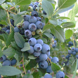 Саджанці лохини сорт Елліот 1 річні, конт. P9 Саджанці лохини сорт Елліот 1 річні, конт. P9