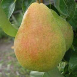 Саженцы груши осенней сорт Говерла, подвой ВА-29