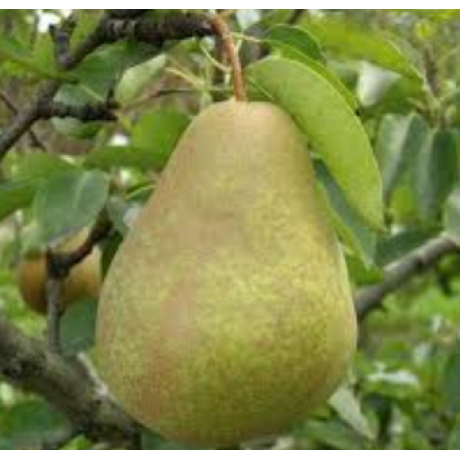 Саженцы груши осенней сорт Выжница, подвой ВА-29 Саженцы груши осенней сорт Выжница, подвой ВА-29