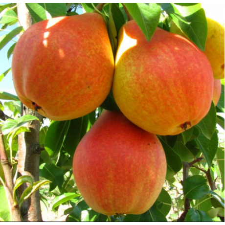 Саджанці груші літньої сорт Улюблениця Клаппа, підщепа груша лісова