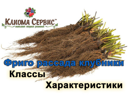 Рассада клубники Фриго: что это, как хранить и в чем её преимущества