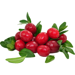 Саженцы клюквы купить в Украине