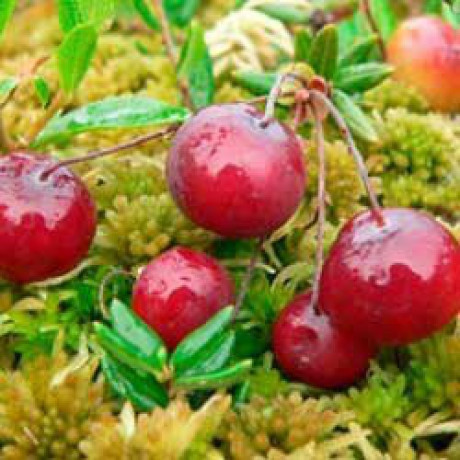 Саджанці журавлини Бен Лір 3 річні, конт. 7.5 л