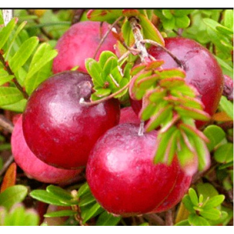 Саженцы клюквы сорт Стивенс 2 летние, конт. 3 л Саженцы клюквы сорт Стивенс 2 летние, конт. 3 л