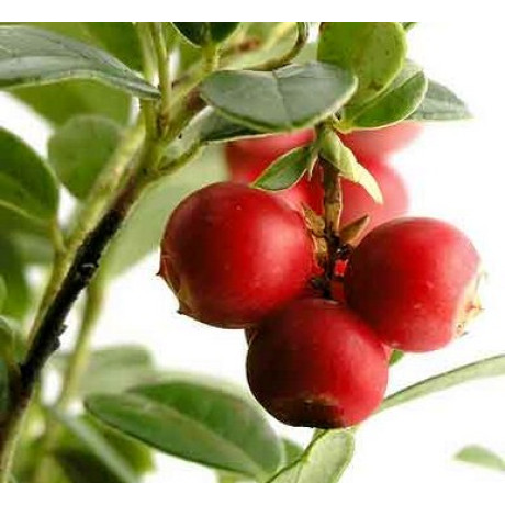 Саженцы клюквы Бергман 1 летние, конт. Р9