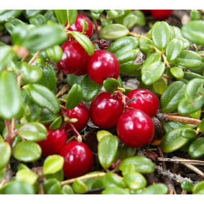 Саженцы клюквы сорт Ховес 2 летние, конт. 1.5 л