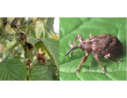 Вредители малины и борьба с ними на участке Вредители малины и борьба с ними на участке
