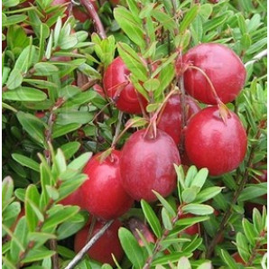 Саженцы клюквы сорт Пилигрим 2 летние, конт. 1.5 л