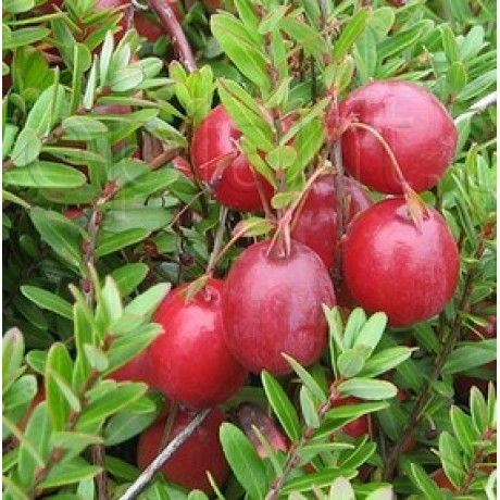 Саженцы клюквы сорт Пилигрим 3 летние, конт. 7.5 л Саженцы клюквы сорт Пилигрим 3 летние, конт. 7.5 л