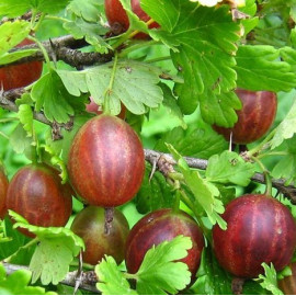 Аґрус Сварог 1 річний, конт. P9