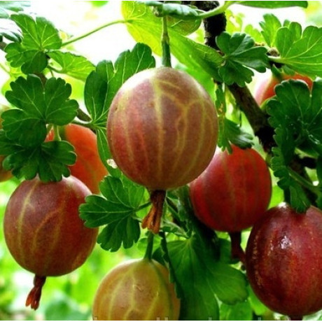 Аґрус Безколючковий 1 річний, напівупакований