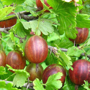 Аґрус Красень 2 річний, конт. 7 л Аґрус Красень 2 річний, конт. 7 л