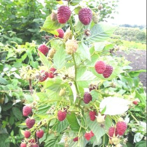 Малина сорт Джоан Джей, 2 гатунок