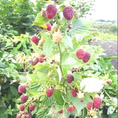 Саджанці малини сорт Джоан Джей, 2 гатунок