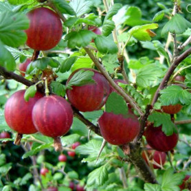 Крыжовник Оксамит 1 летний, конт. P9