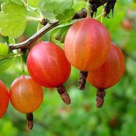 Аґрус Тясмін 1 річний, конт. P9