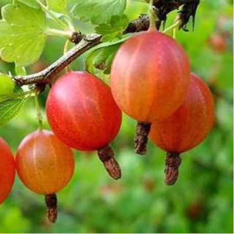 Аґрус Тясмін 1 річний, конт. P9