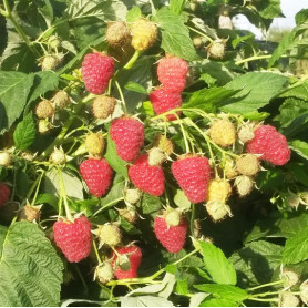 Саженцы малины сорт Джоан Джей Саженцы малины сорт Джоан Джей