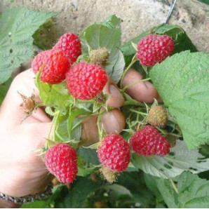 Саджанці малини сорт Геракл