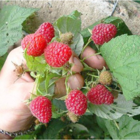 Саджанці малини сорт Геракл