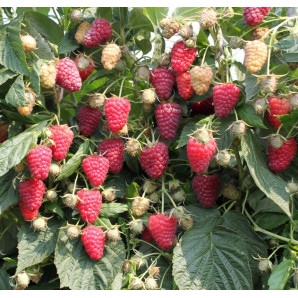 Саджанці малини сорт Аміра