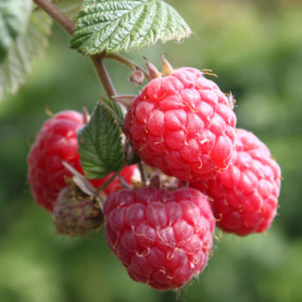 Саженцы малины сорт Глен Эмпл Саженцы малины сорт Глен Эмпл