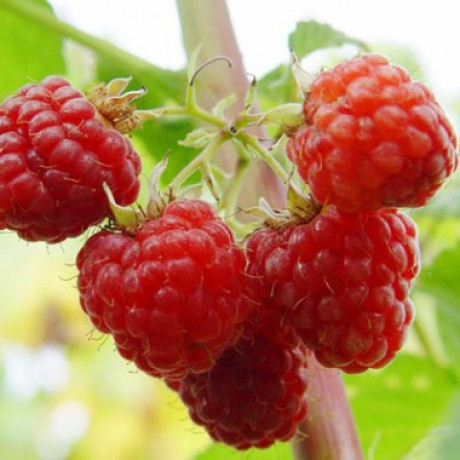 Саджанці малини сорт Гусар