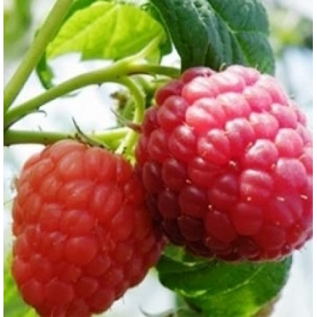 Малина Ковичан Малина Ковичан